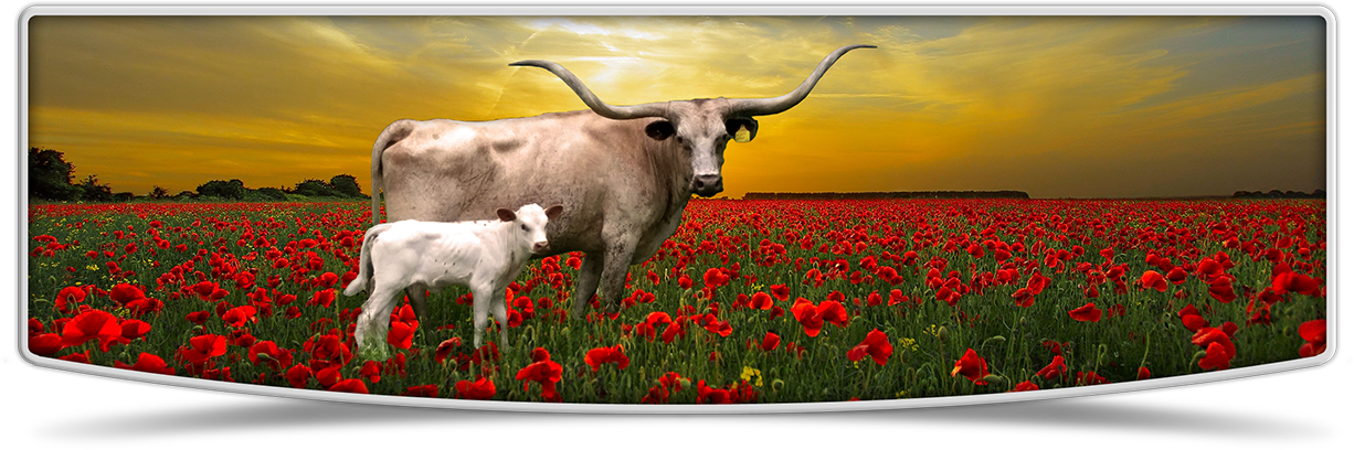 Lutt Longhorns cows banner image